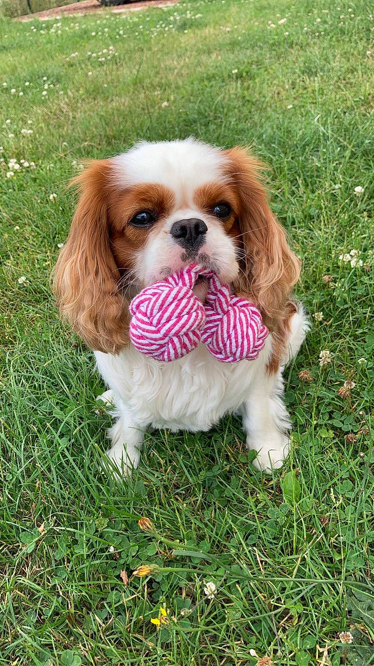 Tiboys participe au concours pour gagner de l'argent avec cette photo : canidae, carnivore, cavalier_king_charles_spaniel, companion_dog, dog, dog_breed, dog_supply, fawn, fur, grass, king_charles_spaniel, liver, plant, puppy, snout, spaniel, sporting_group, terrestrial_animal, toy, toy_dog