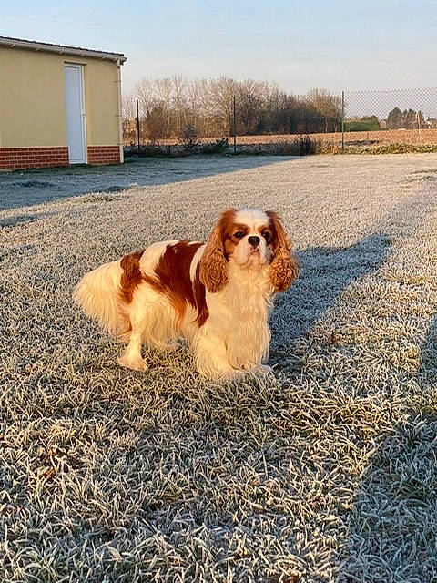 Tiboys a rejoint le concours — aidez-le/la à gagner de superbes lots ! carnivore, companion_dog, dog, dog_breed, door, fawn, field, fur, grass, gun_dog, horizon, king_charles_spaniel, landscape, liver, shadow, sky, soil, sporting_group, tints_and_shades, working_dog