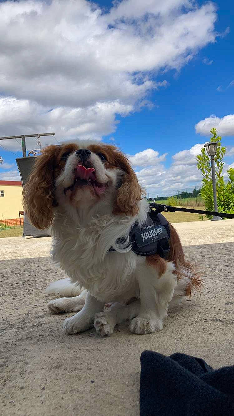 Tiboys participe au concours pour gagner de l'argent avec cette photo : canidae, carnivore, cloud, companion_dog, cumulus, dog, dog_breed, fawn, fur, leash, liver, mammal, moscow_watchdog, plant, road_surface, sky, snout, sporting_group, tree, working_dog
