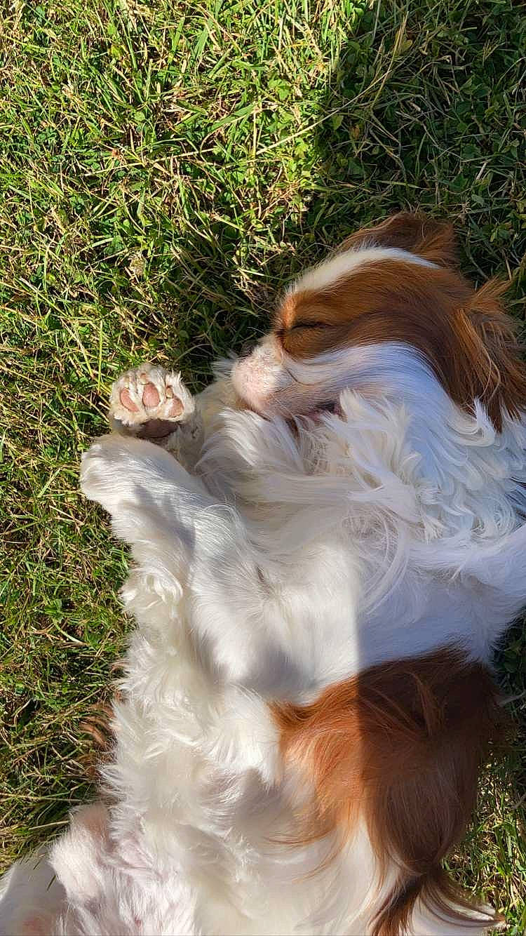 Tiboys participe au concours pour gagner de l'argent avec cette photo : canidae, carnivore, companion_dog, dog, dog_breed, fawn, felidae, fur, grass, liver, plant, snout, sporting_group, tail, terrestrial_animal, whiskers, wildlife, wood