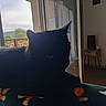 cat, black_cat, indoor, silhouette, window, blanket, furniture, television, room, home, animal, pet, dark, shadow, relaxing, cozy, curtains, table, chair, daylight