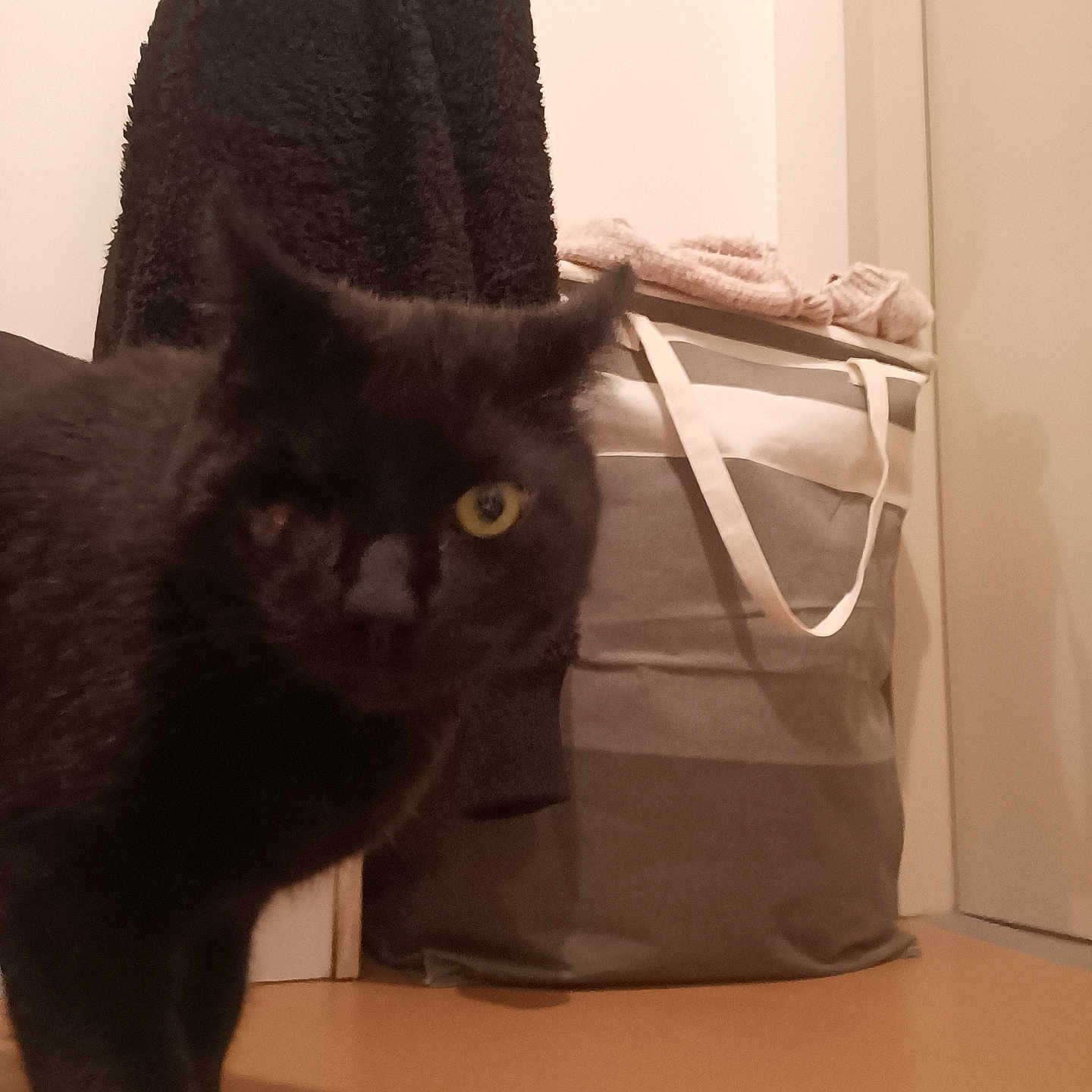 Rambo participe au concours pour gagner de l'argent avec cette photo : cat, black_cat, indoor, laundry_basket, clothes, floor, pet, curious, animal, one_eye, domestic_cat, feline, household, cozy, shadow, standing, close_up, brown_floor, background, soft_lighting