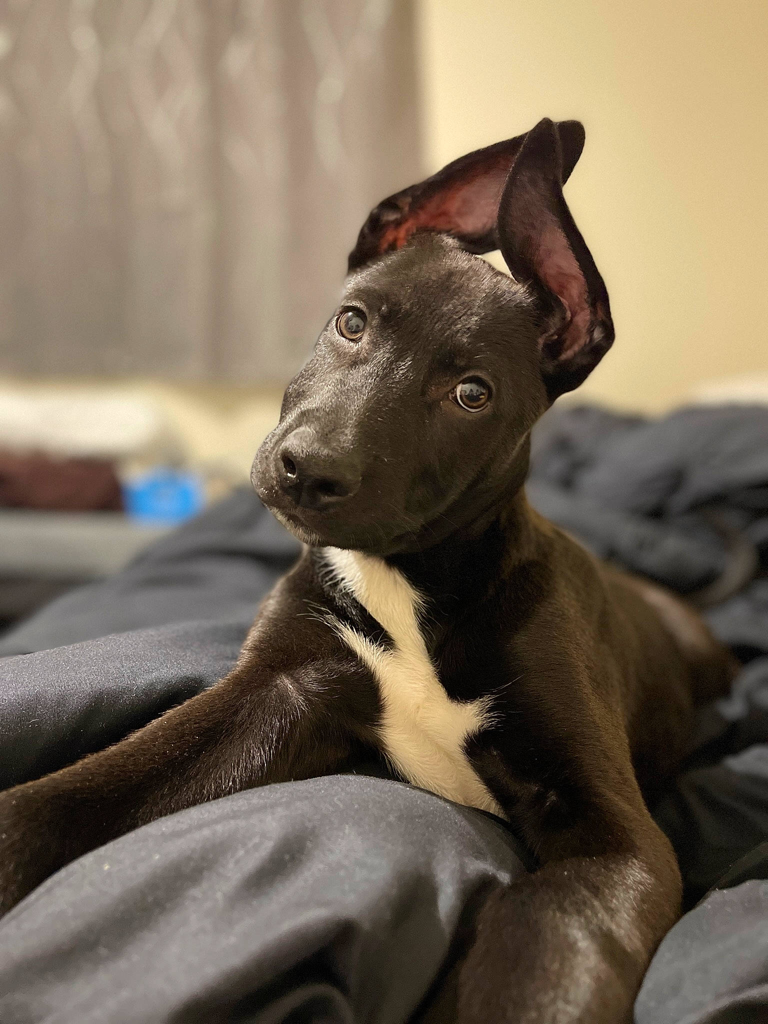 Shadow joined the competition — help win amazing prizes! canidae, carnivore, comfort, companion_dog, dog, dog_breed, ear, fawn, fur, grey, liver, non_sporting_group, sighthound, snout, sporting_group, tail, terrestrial_animal, toy_dog, whiskers, working_animal