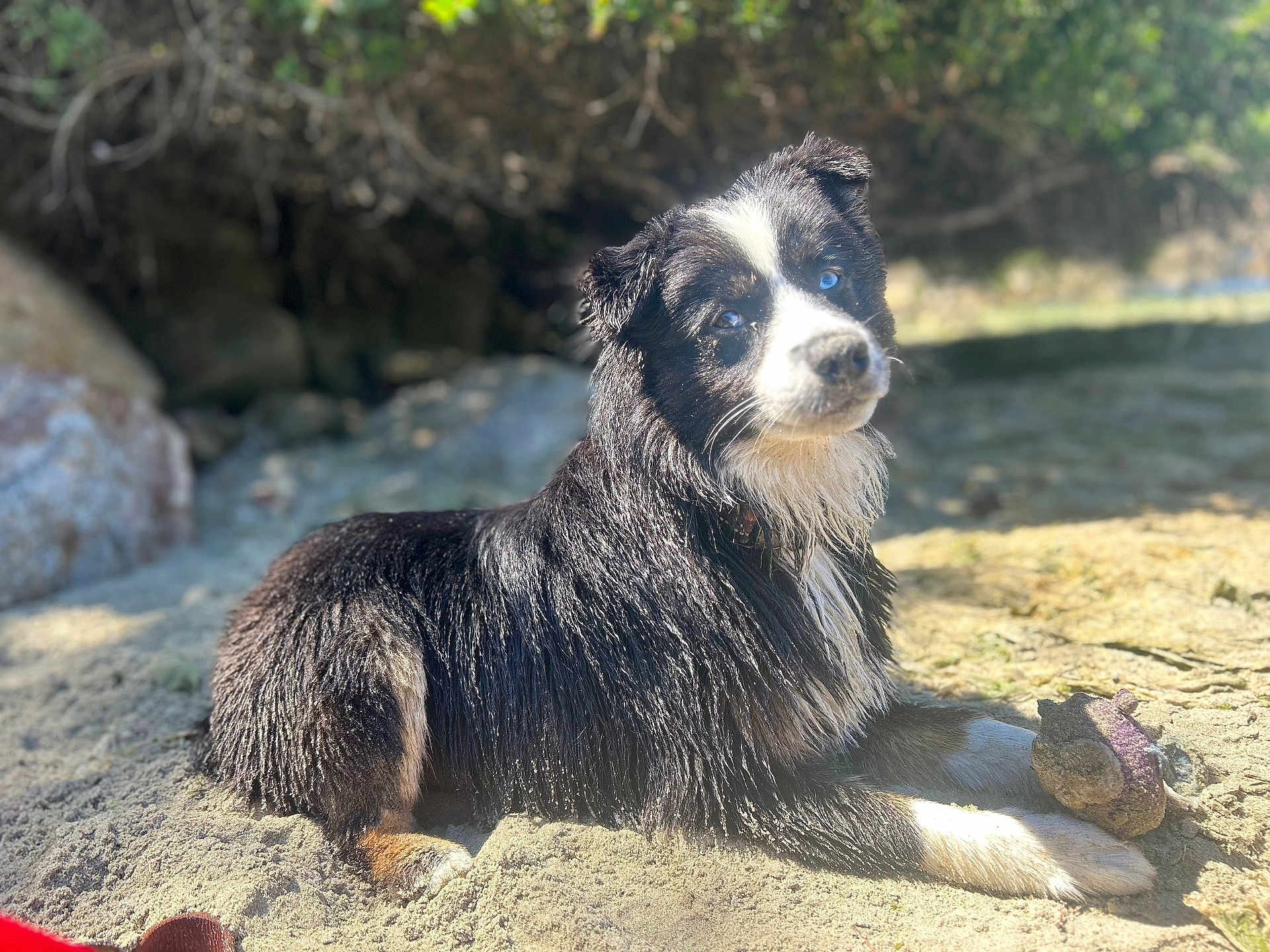 Apollo