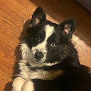 Apollo joined the competition — help win amazing prizes! dog, animal, pet, black_and_white, heterochromia, fur, cute, lying_down, floor, wooden_floor, indoor, ears, eyes, paws, portrait, canine, mammal, companion, domestic_animal, curious