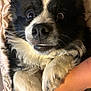 dog, close_up, black_and_white, fur, paw, hand, pet, animal, cute, expressive_eyes, fluffy, indoor, cozy, playing, portrait, canine, friendship, touch, companion, cute_pet