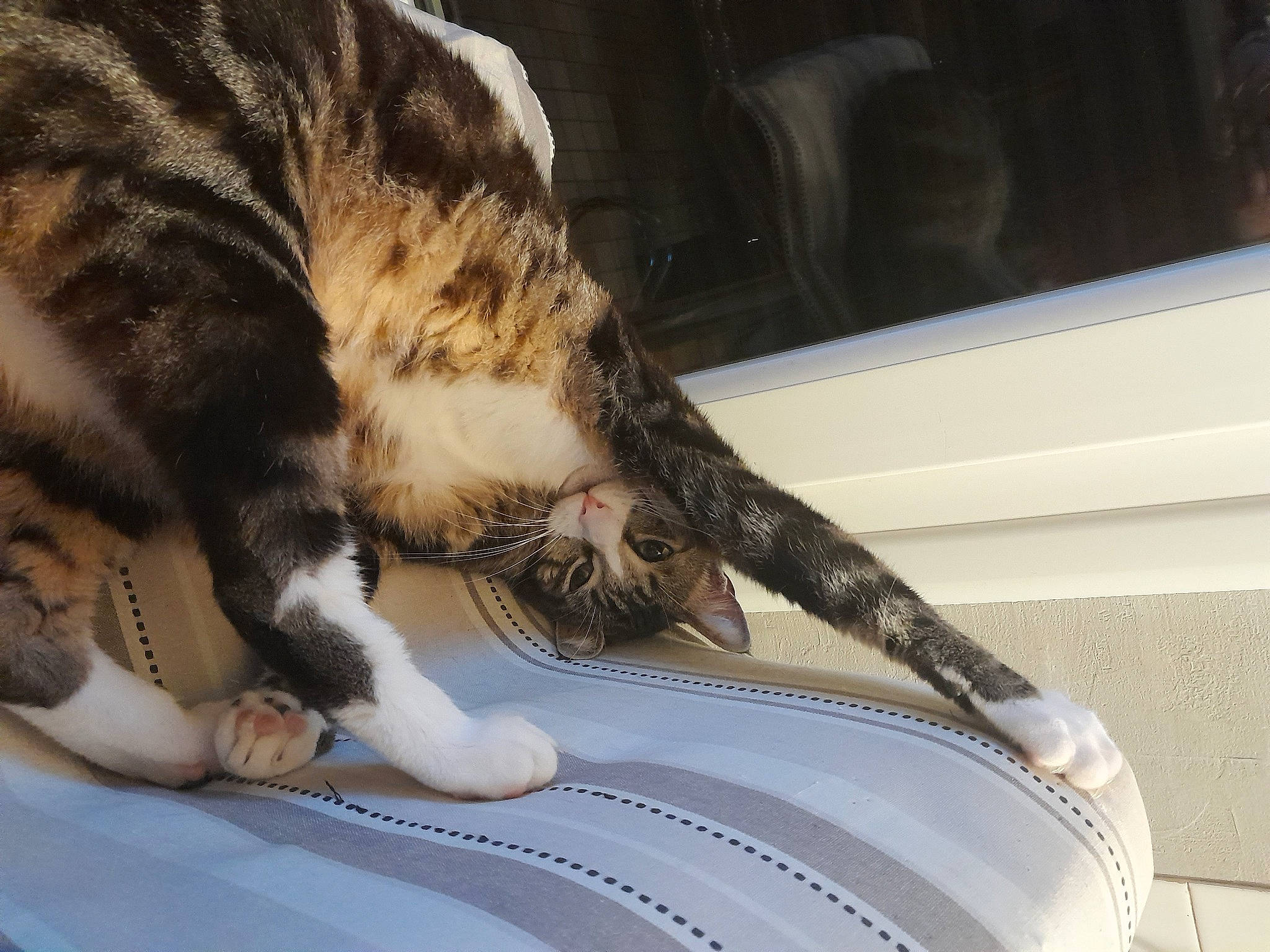 Onyx a rejoint le concours — aidez-le/la à gagner de superbes lots ! automotive_exterior, carnivore, cat, claw, comfort, domestic_short_haired_cat, felidae, fur, hood, human_leg, nap, paw, small_to_medium_sized_cats, snout, tail, terrestrial_animal, vehicle_door, whiskers, window, windshield