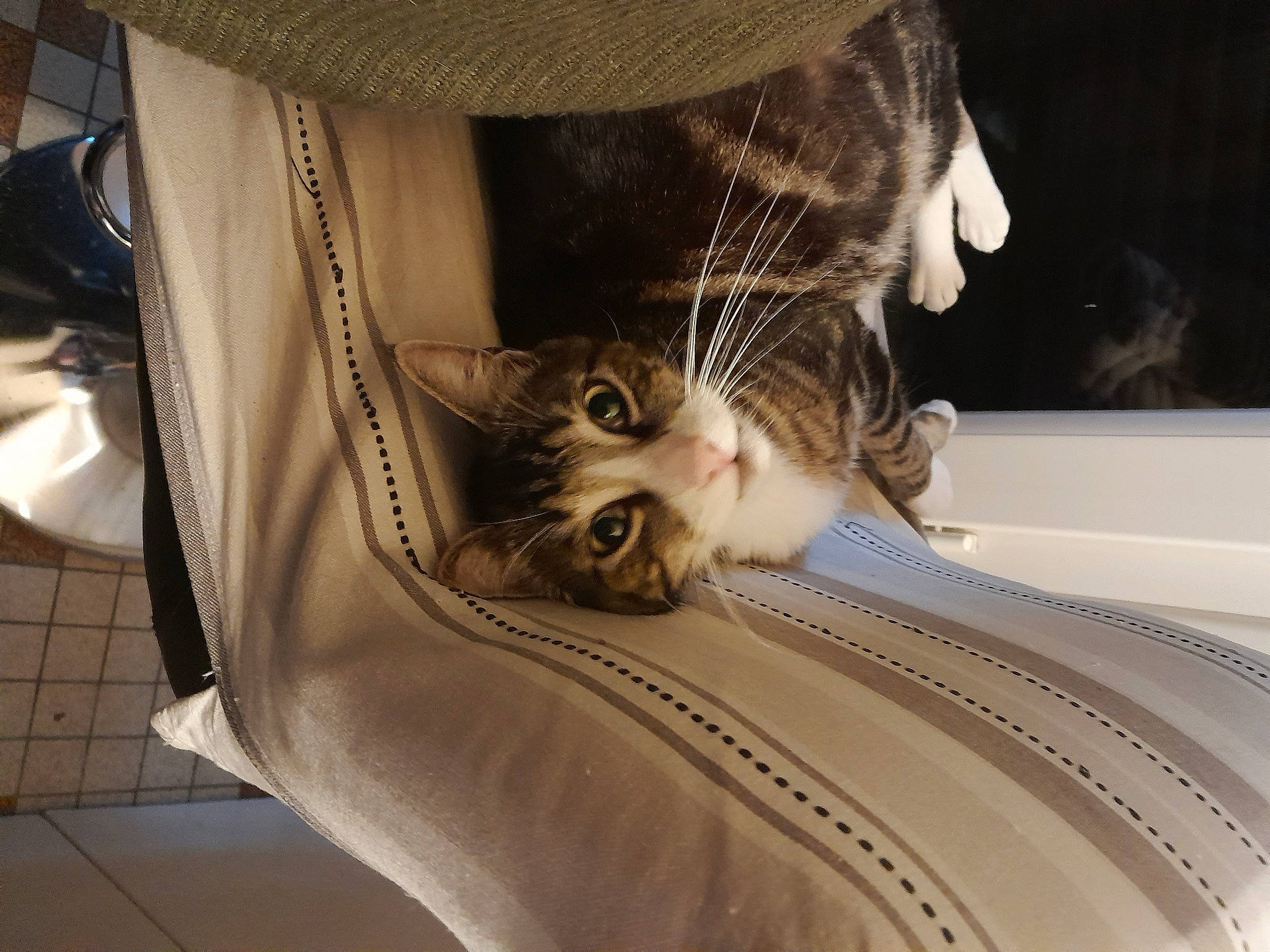 Onyx a rejoint le concours — aidez-le/la à gagner de superbes lots ! carnivore, cat, claw, comfort, couch, domestic_short_haired_cat, fawn, felidae, fur, grey, human_leg, linens, paw, plant, small_to_medium_sized_cats, snout, tail, whiskers, window, wood