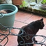 Princesse participe au concours pour gagner de l'argent avec cette photo : animal, black_cat, cat, container, curled_up, decor, fence, fur, garden, greenery, nature, outdoor, patio, pet, plant_pot, relaxing, sitting, stone, tile_floor, wrought_iron