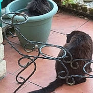 Princesse participe au concours pour gagner de l'argent avec cette photo : animal, black_cat, cat, decor, feline, fluffy, fur, greenery, nature, outdoor, patio, pet, plant_pot, quiet, relaxing, sitting, stone, tail, tile_floor, wrought_iron