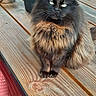cat, fluffy, black_cat, orange_fur, wooden_table, pet, animal, feline, sitting, outdoor, water_bowl, red_chair, fur, whiskers, eyes, calm, domestic_animal, close_up, portrait, relaxed