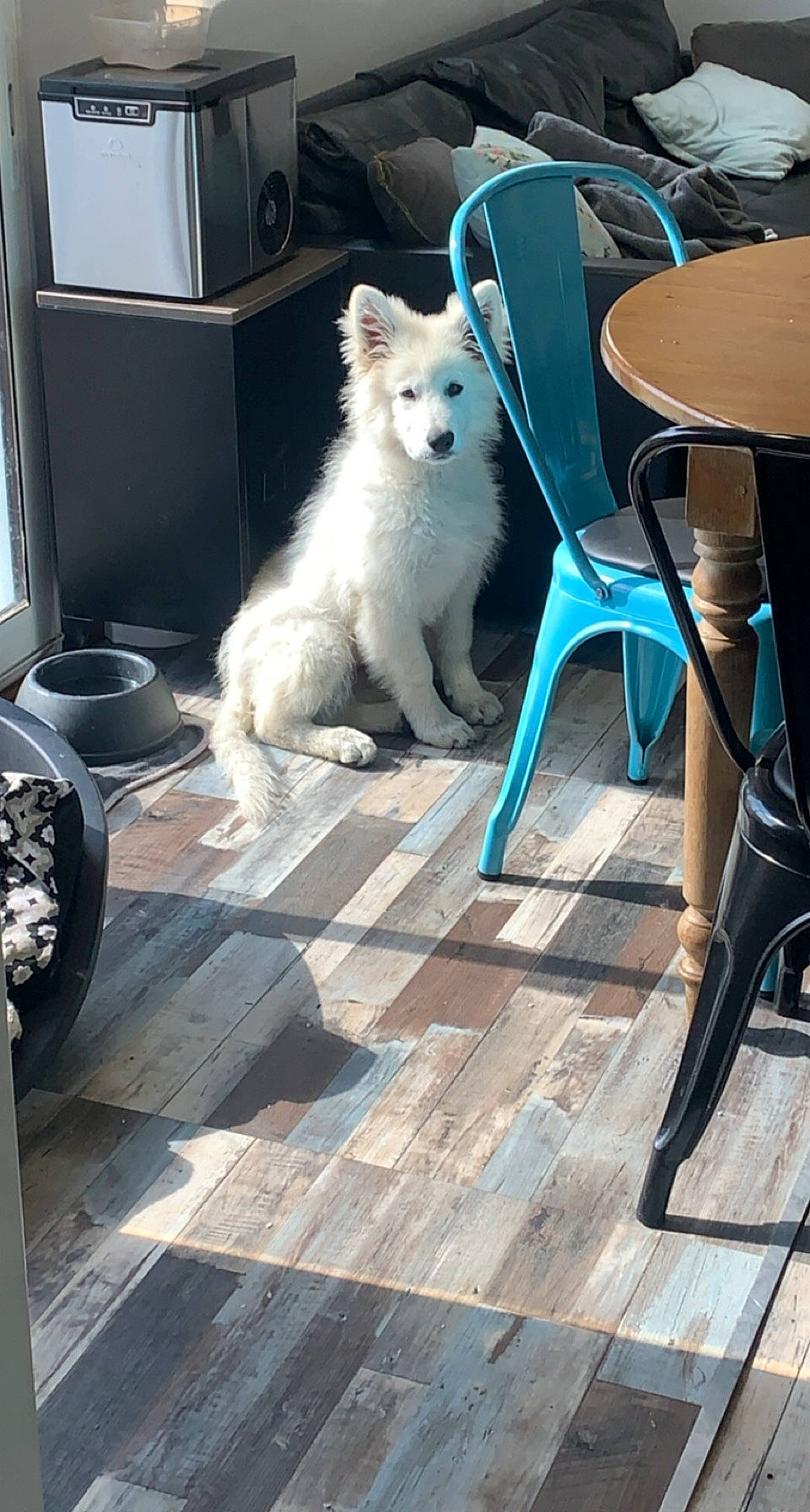 Ace participe au concours pour gagner de l'argent avec cette photo : canidae, carnivore, chair, coffee_table, companion_dog, desk, dog, dog_breed, floor, flooring, fur, hardwood, laminate_flooring, outdoor_furniture, outdoor_table, sitting, table, tail, wood, wood_flooring