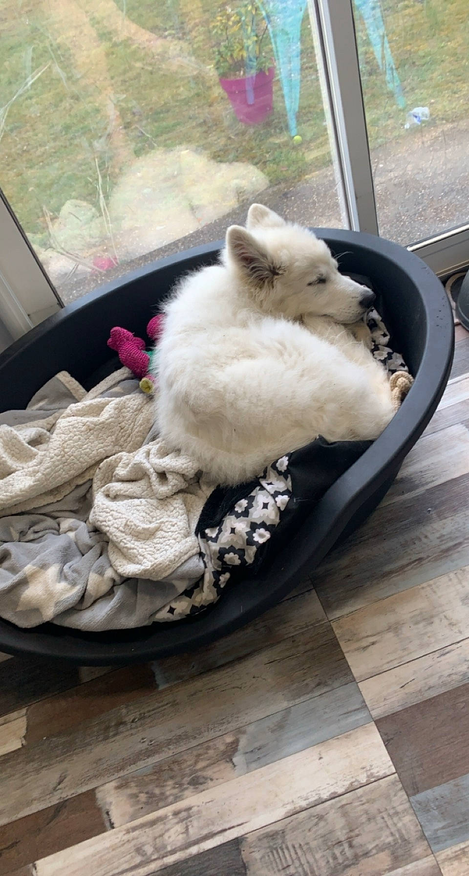 Ace participe au concours pour gagner de l'argent avec cette photo : basket, beak, bird, carnivore, comfort, companion_dog, fawn, felidae, flooring, fur, hardwood, linens, livestock, small_to_medium_sized_cats, stuffed_toy, tail, toy, window, wood, wool