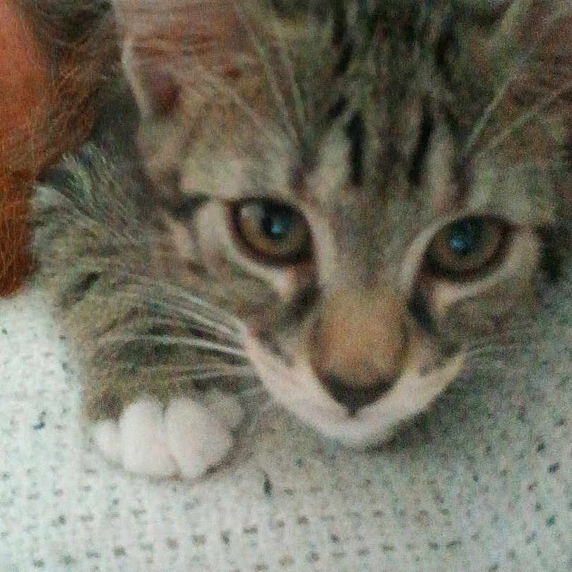 Nala