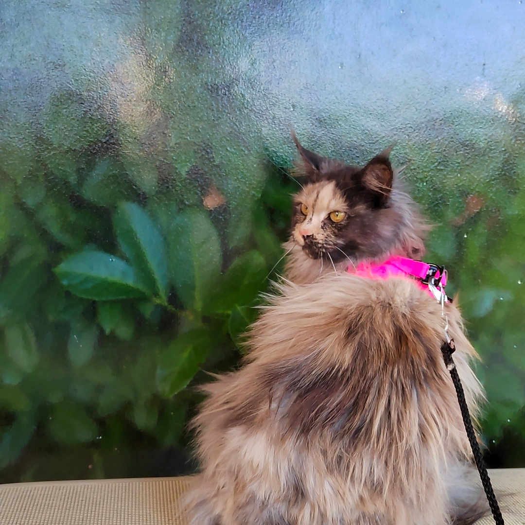 Theodwyn participe au concours pour gagner de l'argent avec cette photo : accessories, angora, animal, cat, collar, couch, flower, furniture, herbal, herbs, indoors, interiordesign, kitten, leash, manx, pet, plant, pottedplant, siamese, strap