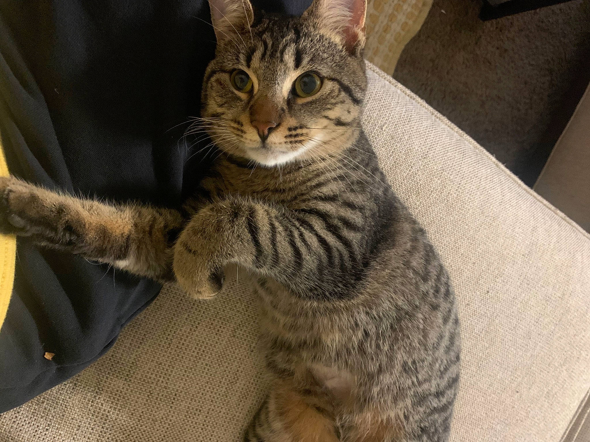 Irie joined the competition — help win amazing prizes! carnivore, cat, claw, domestic_short_haired_cat, felidae, fur, paw, sitting, small_to_medium_sized_cats, snout, tail, terrestrial_animal, whiskers, wildlife