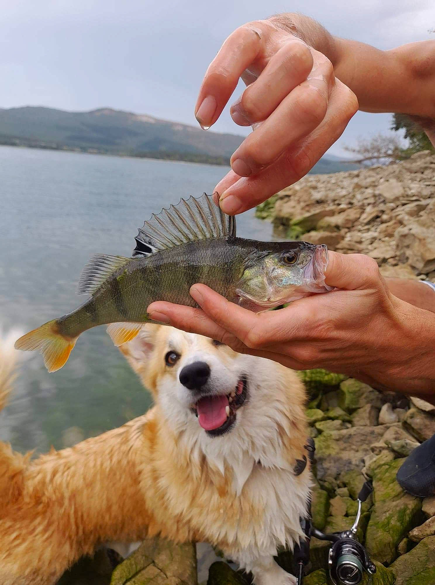 Noah participe au concours pour gagner de l'argent avec cette photo : canidae, carnivore, cloud, collar, companion_dog, dog, dog_breed, dog_collar, fish, happy, lake, recreation, seafood, sky, smile, sporting_group, sunglasses, thumb, water, wildlife_biologist