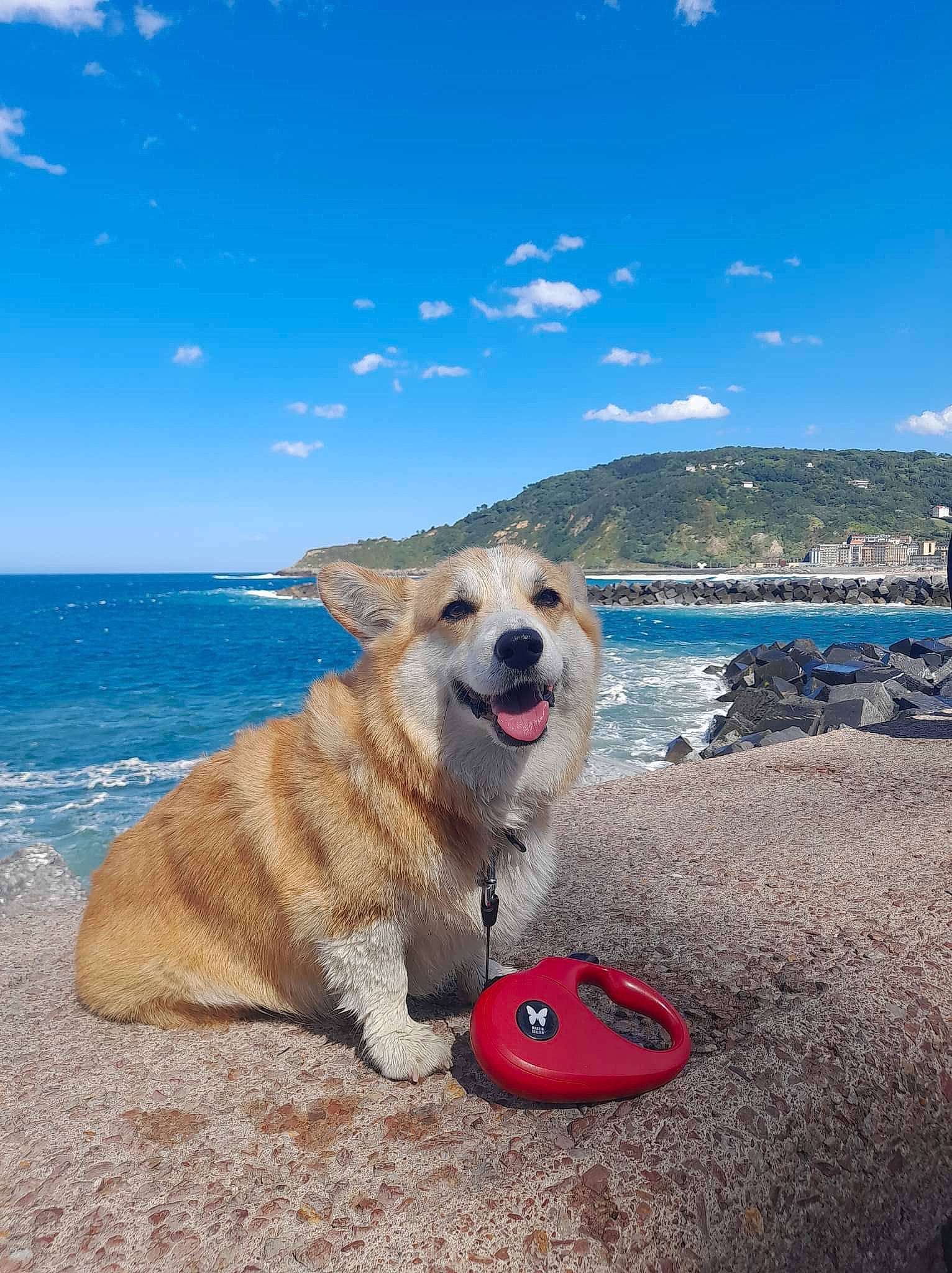 Noah participe au concours pour gagner de l'argent avec cette photo : ball, beach, canidae, carnivore, cloud, coastal_and_oceanic_landforms, collar, companion_dog, dog, dog_breed, horizon, lake, landscape, mountain, recreation, shore, sky, sporting_group, water, wind_wave