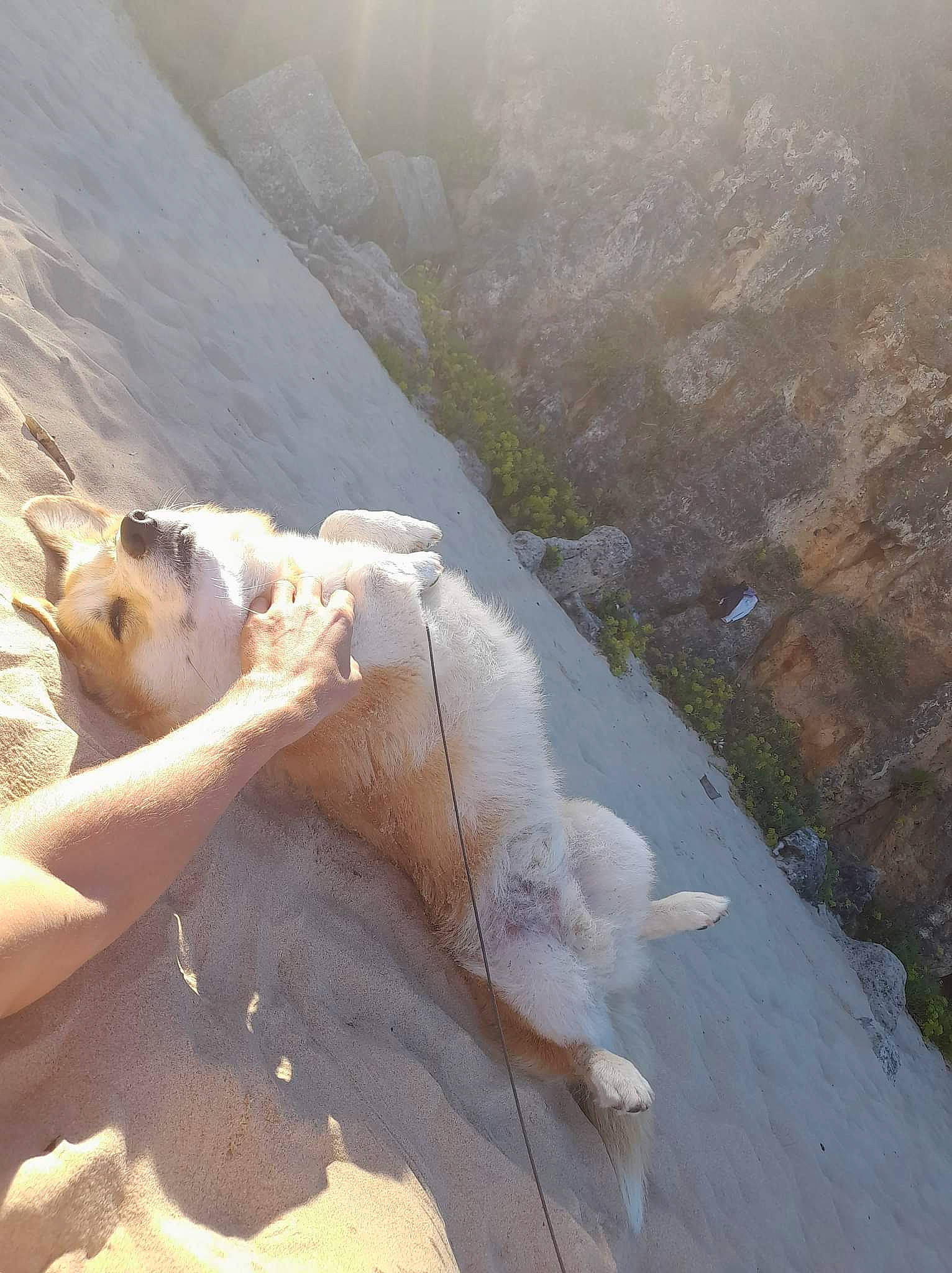 Noah participe au concours pour gagner de l'argent avec cette photo : adventure, canidae, carnivore, dog_breed, fawn, felidae, fur, happy, ice_cap, landscape, mountain, paw, people_in_nature, polar_bear, recreation, rock, sporting_group, sunlight, tail, wildlife