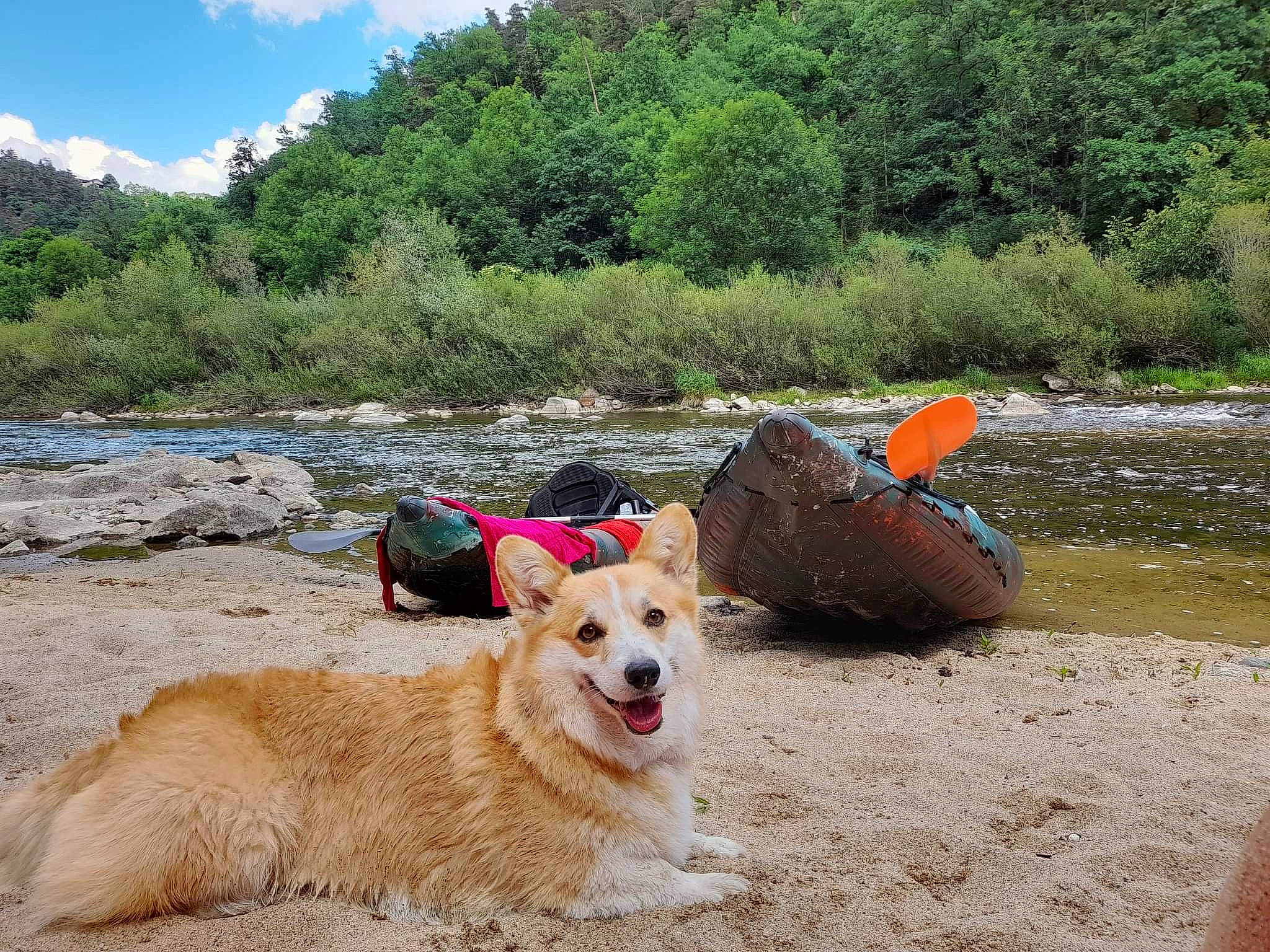 Noah participe au concours pour gagner de l'argent avec cette photo : beach, carnivore, cloud, collar, companion_dog, dog, dog_breed, dog_supply, fawn, herding_dog, landscape, leisure, plant, recreation, shore, sky, tree, vertebrate, water, working_animal