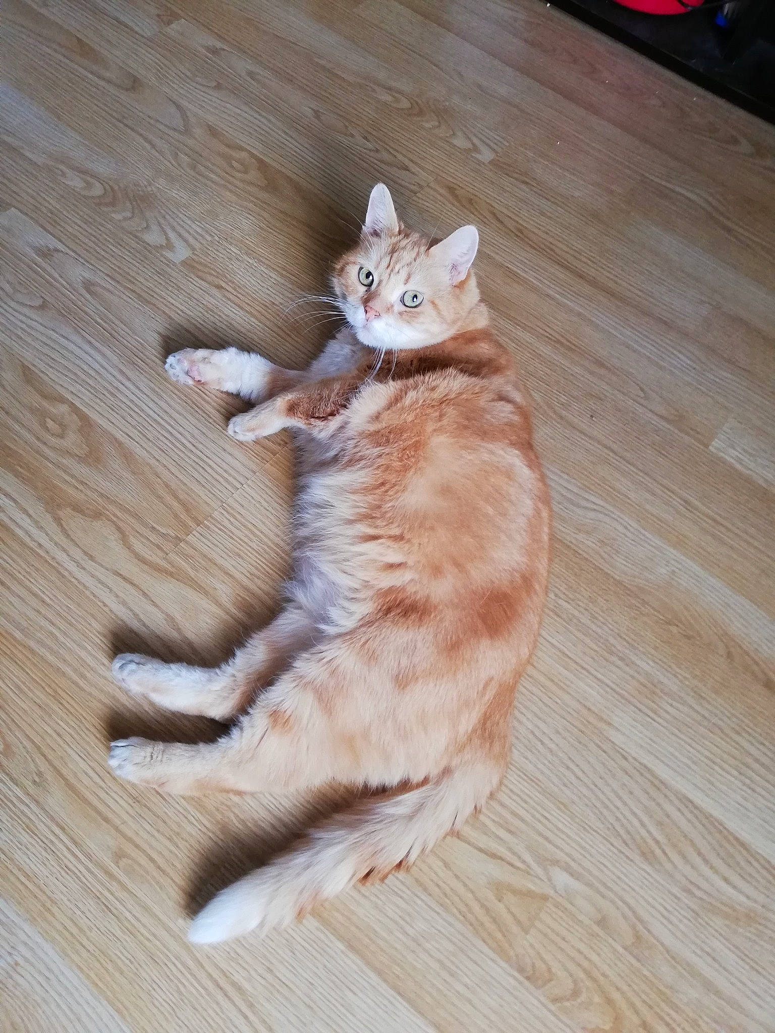 Garfield a rejoint le concours — aidez-le/la à gagner de superbes lots ! carnivore, cat, comfort, domestic_short_haired_cat, fawn, felidae, floor, flooring, foot, fur, hardwood, laminate_flooring, paw, small_to_medium_sized_cats, tail, varnish, whiskers, wood, wood_flooring, wood_stain