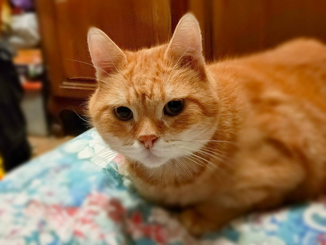 Garfield participe au concours pour gagner de l'argent avec cette photo : carnivore, cat, cat_furniture, cat_supply, claw, comfort, domestic_short_haired_cat, eye, fawn, felidae, fur, paw, small_to_medium_sized_cats, snout, tail, terrestrial_animal, whiskers, wildlife, window, wood