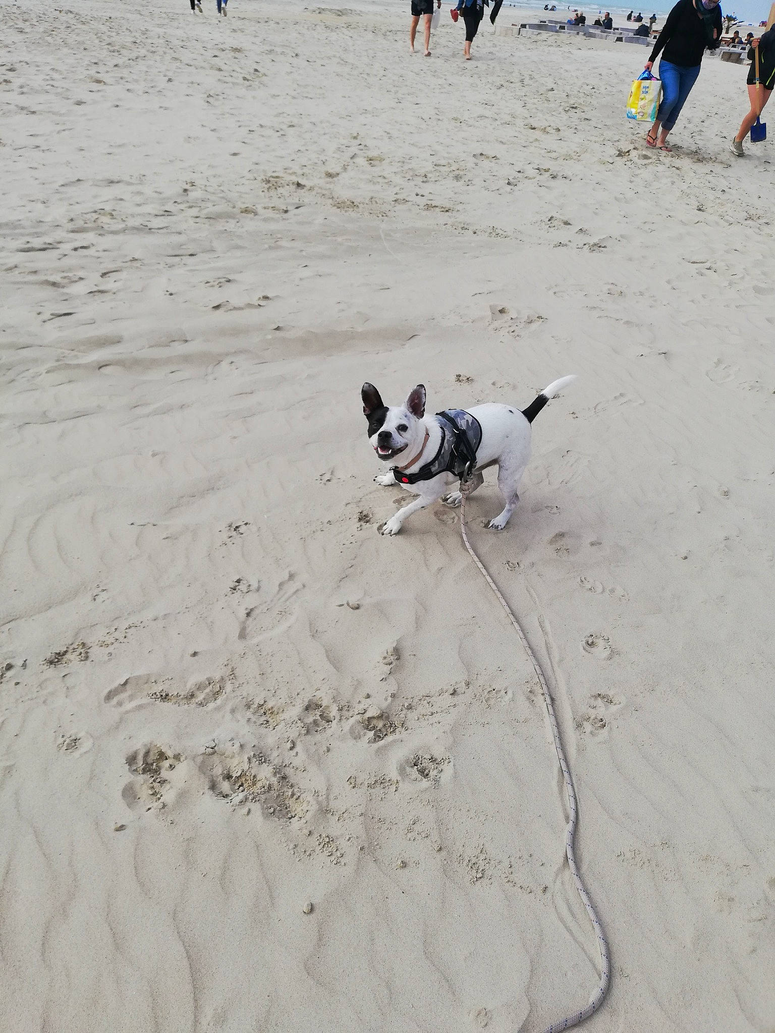 Héros participe au concours pour gagner de l'argent avec cette photo : beach, body_of_water, carnivore, coast, companion_dog, dog, dog_breed, dog_supply, fawn, fun, landscape, leash, natural_environment, ocean, pet_supply, sand, sea, shadow, shore, working_animal