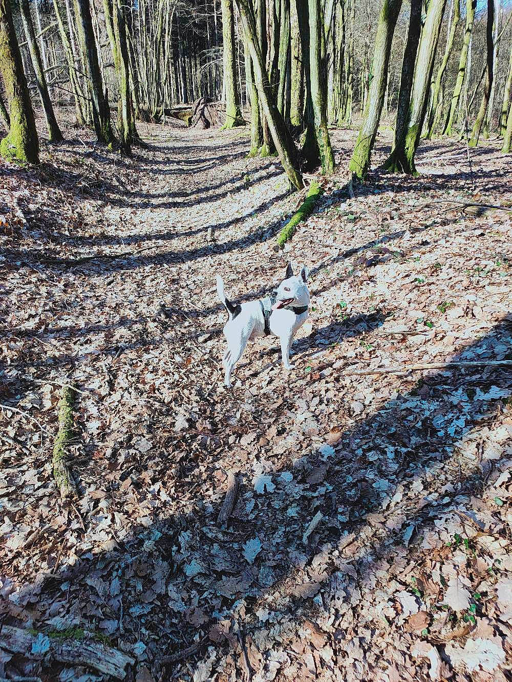 Héros participe au concours pour gagner de l'argent avec cette photo : biome, carnivore, deciduous, dog, dog_breed, fawn, forest, grass, groundcover, natural_landscape, plant, soil, sporting_group, tail, trail, tree, trunk, twig, wood, woodland