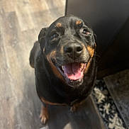 Nado joined the competition — help win amazing prizes! dog, rottweiler, smiling, indoor, floor, wooden_floor, pet, canine, happy, tongue_out, animal, mammal, black_and_tan, fur, looking_up, companion, domestic, friendly, portrait, household