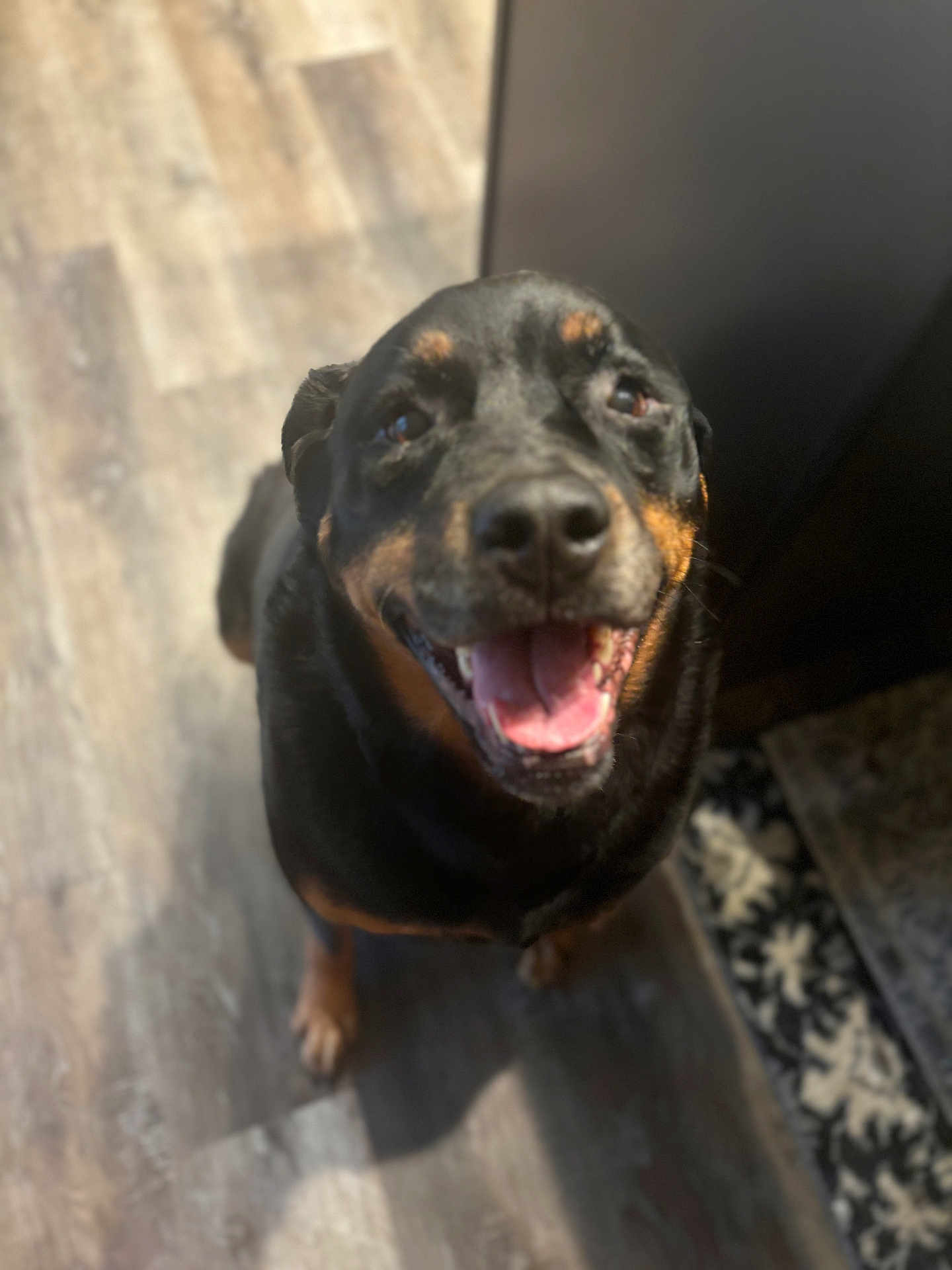 Nado joined the competition — help win amazing prizes! dog, rottweiler, smiling, indoor, floor, wooden_floor, pet, canine, happy, tongue_out, animal, mammal, black_and_tan, fur, looking_up, companion, domestic, friendly, portrait, household