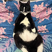 Oreo joined the competition — help win amazing prizes! cat, tuxedo_cat, animal, pet, floral_blanket, blue_blanket, pink_flowers, indoor, relaxed, sitting, feline, fur, cute, two_cats, black_and_white, cozy, resting, home, mammal, whiskers