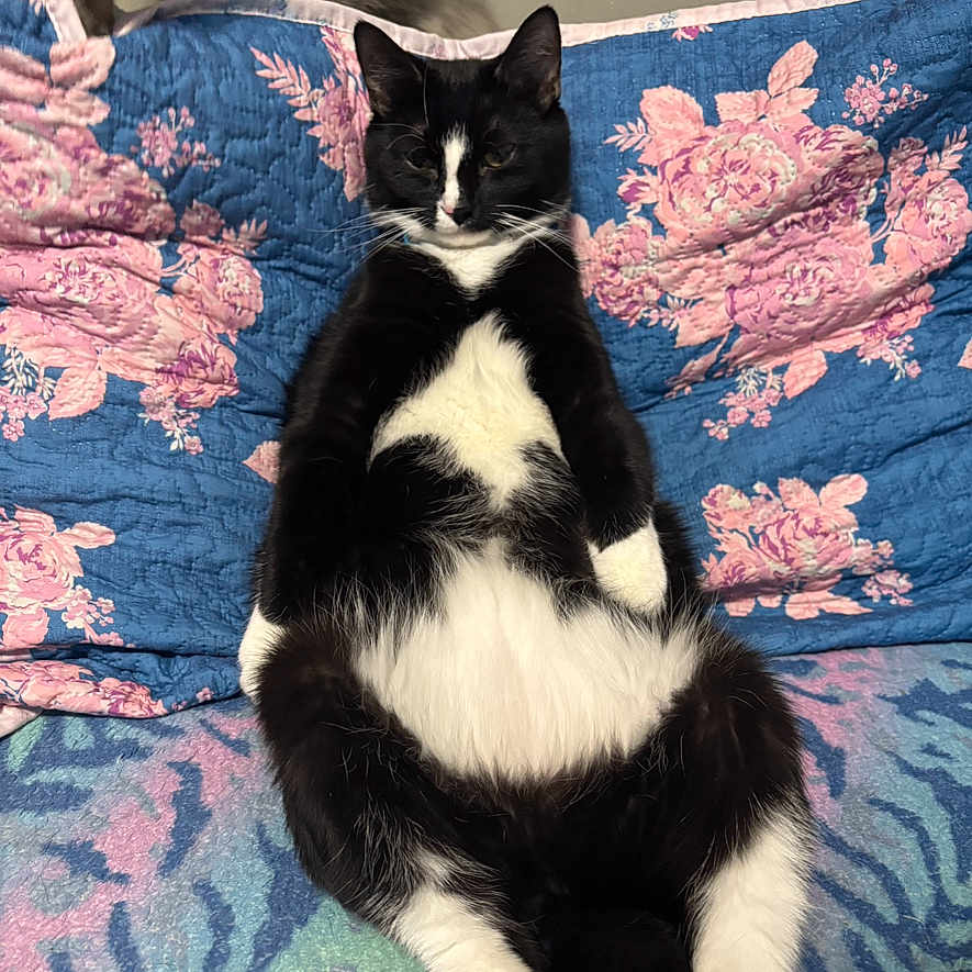 Oreo