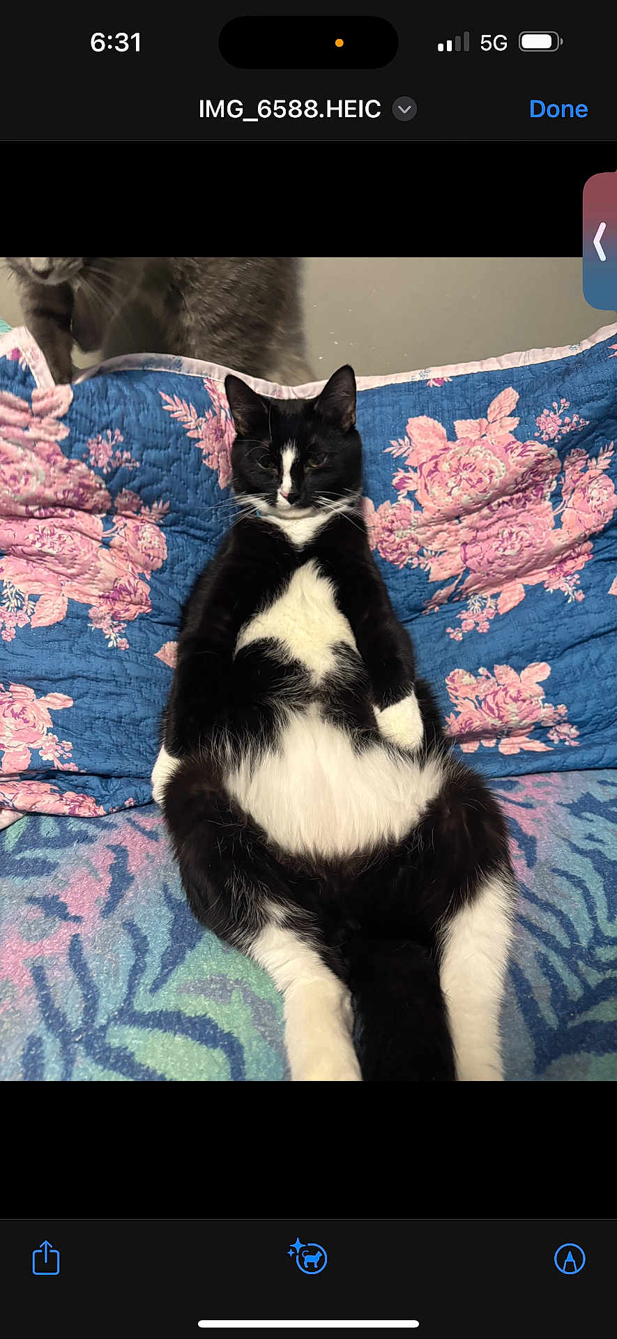 Oreo