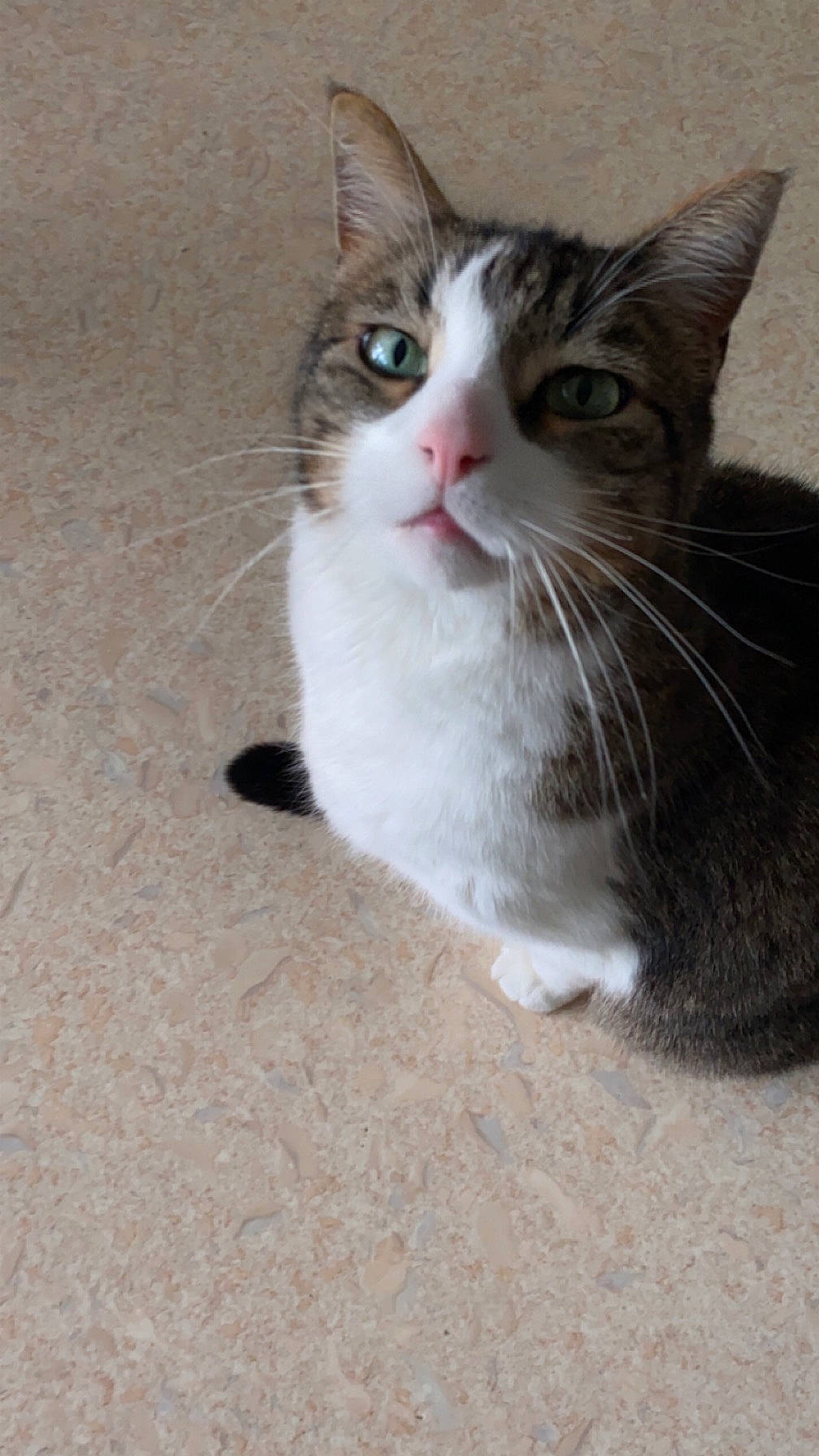 Mimo participe au concours pour gagner de l'argent avec cette photo : carnivore, cat, claw, domestic_short_haired_cat, felidae, flooring, foot, fur, paw, small_to_medium_sized_cats, tail, terrestrial_animal, whiskers, window