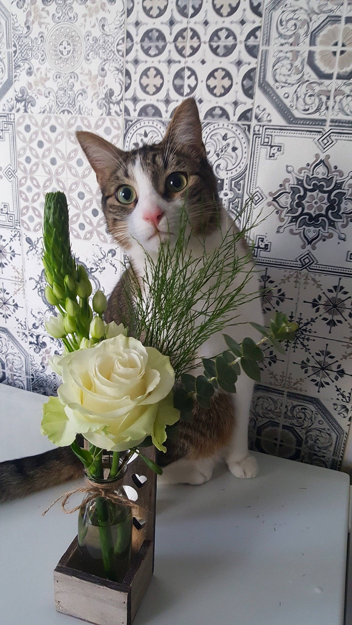 Mimo a rejoint le concours — aidez-le/la à gagner de superbes lots ! bouquet, carnivore, cat, cut_flowers, domestic_short_haired_cat, felidae, flower, flower_arranging, flowering_plant, flowerpot, petal, plant, porcelain, rose, rose_family, rose_order, small_to_medium_sized_cats, vase, whiskers, white
