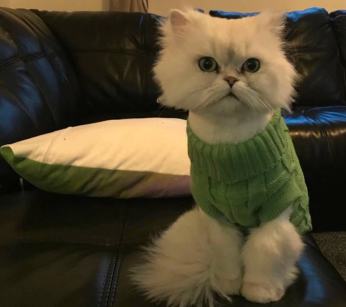 Perry is registered to the contest to win money with this photo: bag, british_longhair, carnivore, cat, chair, claw, comfort, companion_dog, couch, fawn, felidae, fur, luggage_and_bags, paw, sitting, small_to_medium_sized_cats, snout, tail, terrestrial_animal, whiskers