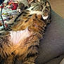 belly, blanket, cat, closeup, couch, cozy, domestic_cat, fluffy_belly, fur, home, indoor, nap, paws, pet, relaxed, sleeping, sofa, tabby_cat, whiskers, white_paws