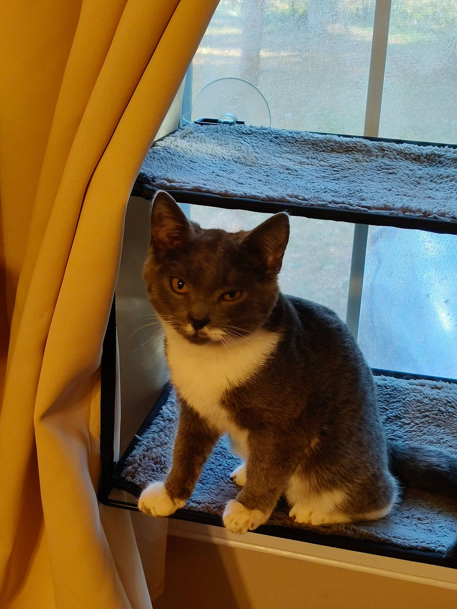 Fisher is registered to the contest to win money with this photo: car, carnivore, cat, comfort, domestic_short_haired_cat, fawn, felidae, fur, shade, small_to_medium_sized_cats, snout, tail, tints_and_shades, tire, tree, vehicle, vehicle_door, whiskers, window, wood