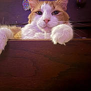 Pumpkin joined the competition — help win amazing prizes! cat, orange_and_white, feline, pet, animal, portrait, close_up, face, eyes, whiskers, ears, paws, fur, sitting, lounging, wooden_surface, indoor, purple_lighting, dramatic, funny