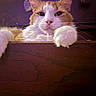 cat, orange_and_white, feline, pet, animal, portrait, close_up, face, eyes, whiskers, ears, paws, fur, sitting, lounging, wooden_surface, indoor, purple_lighting, dramatic, funny
