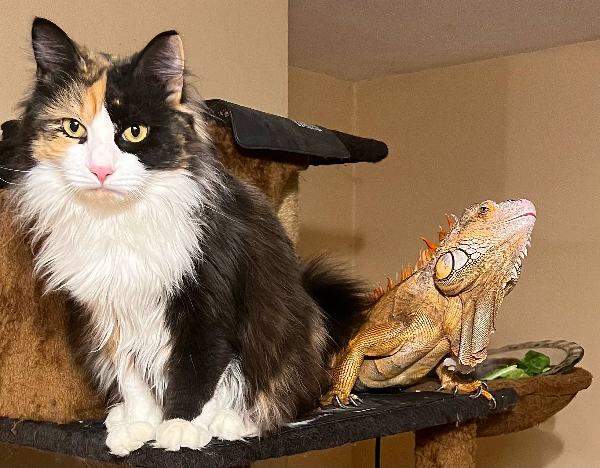 Cloe is registered to the contest to win money with this photo: art, carnivore, cat, claw, domestic_short_haired_cat, felidae, foot, fur, hardwood, iguania, lizard, paw, pedestal, sitting, small_to_medium_sized_cats, tail, terrestrial_animal, toy, whiskers, wood