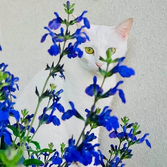 Phoenix a rejoint le concours — aidez-le/la à gagner de superbes lots ! art, azure, bellflower_family, blue, cat, electric_blue, flower, flowering_plant, gentiana, groundcover, herbaceous_plant, monkshood, painting, pattern, pedicel, petal, plant, plant_stem, textile, wildflower