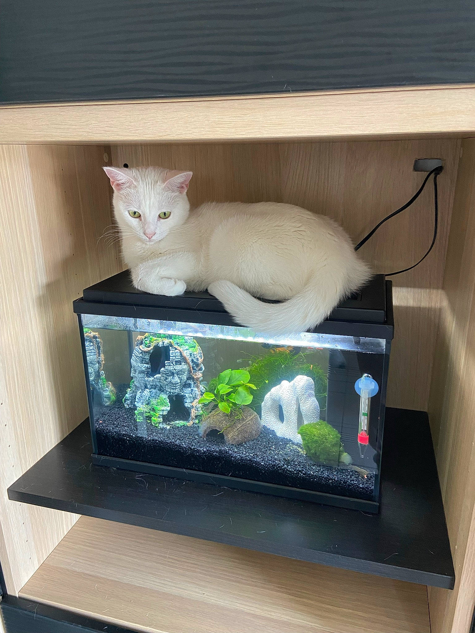 Phoenix a rejoint le concours — aidez-le/la à gagner de superbes lots ! carnivore, cat, computer_monitor_accessory, display_device, electronic_instrument, fawn, felidae, flat_panel_display, gadget, multimedia, output_device, pet_supply, rectangle, room, small_to_medium_sized_cats, tail, whiskers