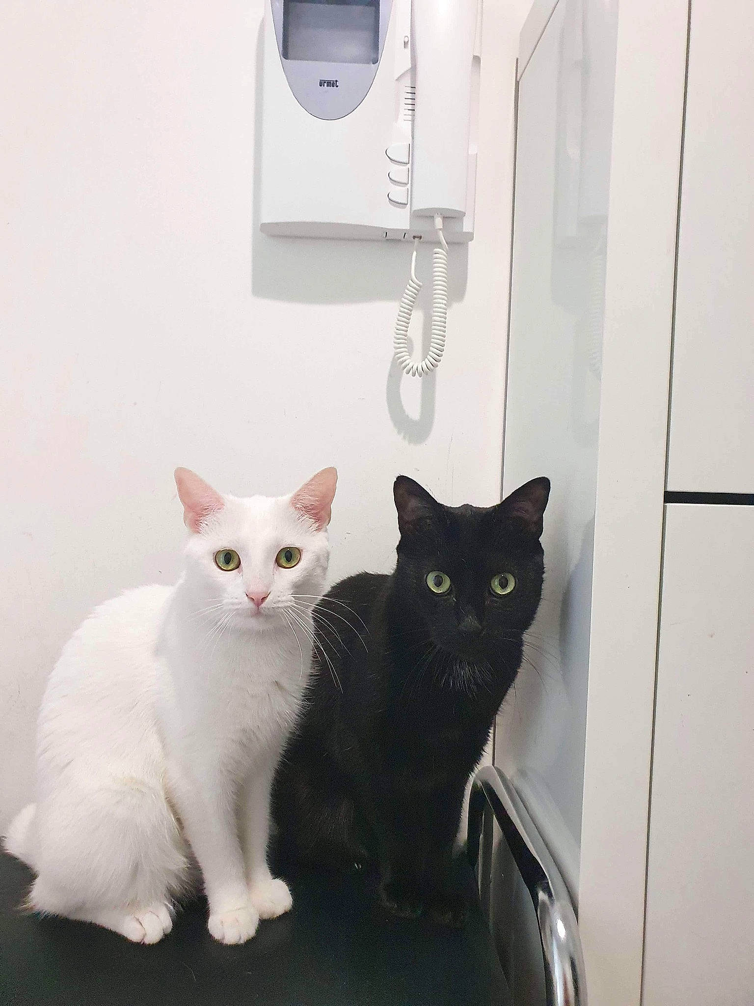 Phoenix participe au concours pour gagner de l'argent avec cette photo : carnivore, cat, circle, domestic_short_haired_cat, door, felidae, fixture, fur, gas, grey, home_appliance, shelf, small_to_medium_sized_cats, tail, wall_plate, whiskers, white