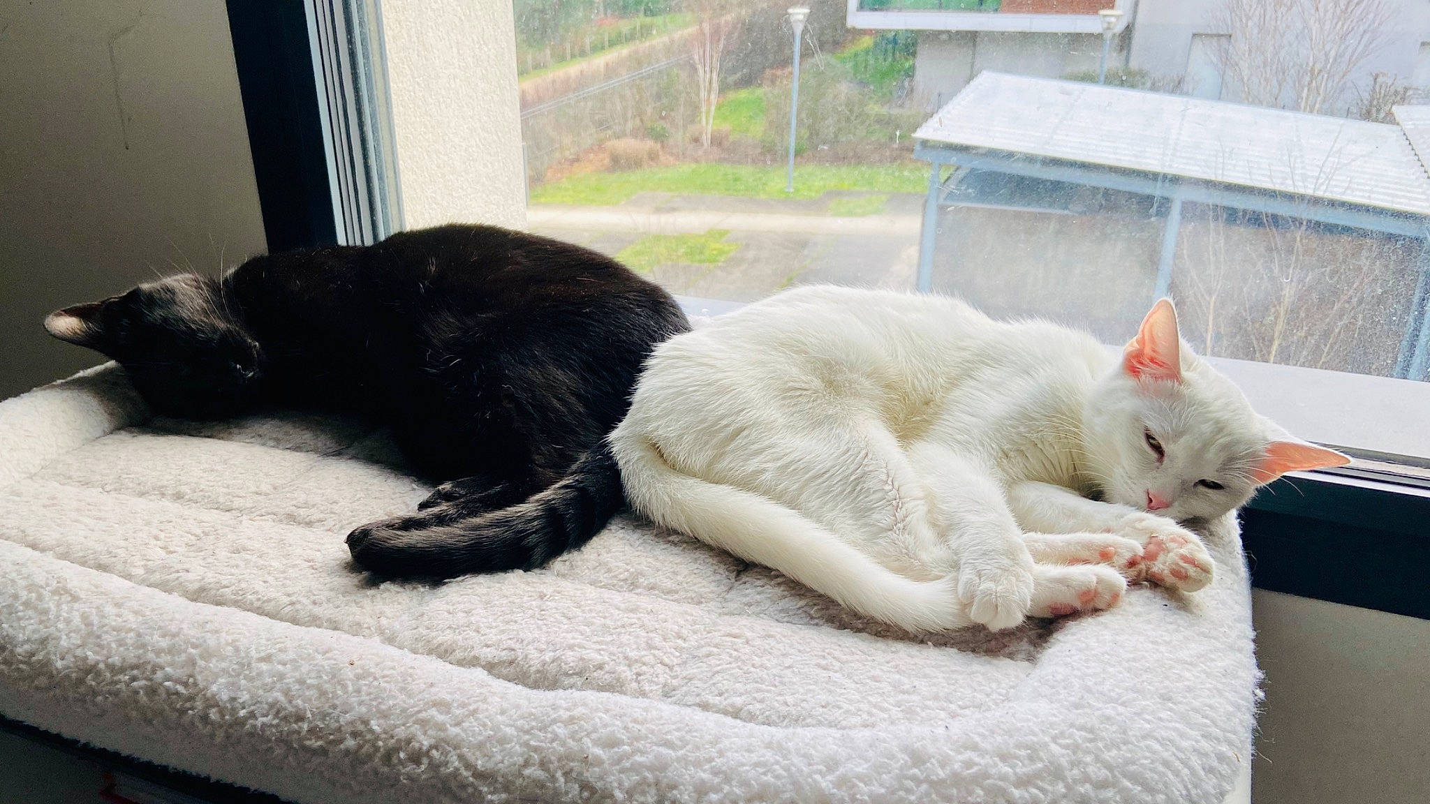 Phoenix participe au concours pour gagner de l'argent avec cette photo : bombay, carnivore, cat, claw, comfort, domestic_short_haired_cat, fawn, felidae, fur, grey, linens, mammal, nap, paw, small_to_medium_sized_cats, snout, tail, terrestrial_animal, whiskers, window