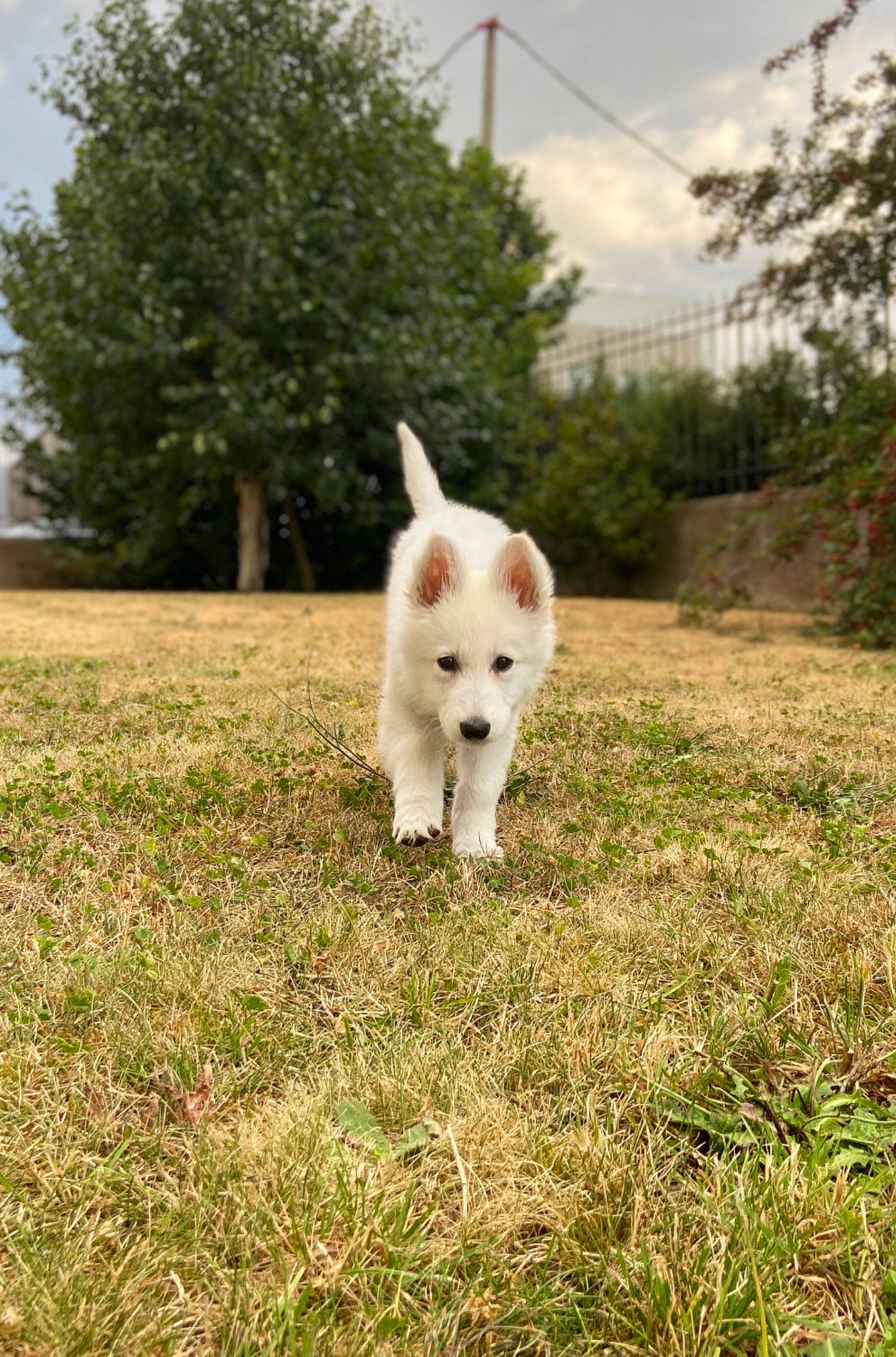 Rhéa participe au concours pour gagner de l'argent avec cette photo : carnivore, cloud, companion_dog, dog_breed, fawn, felidae, field, grass, grassland, landscape, meadow, natural_environment, pasture, plant, sky, tail, terrestrial_animal, tree, whiskers, working_animal