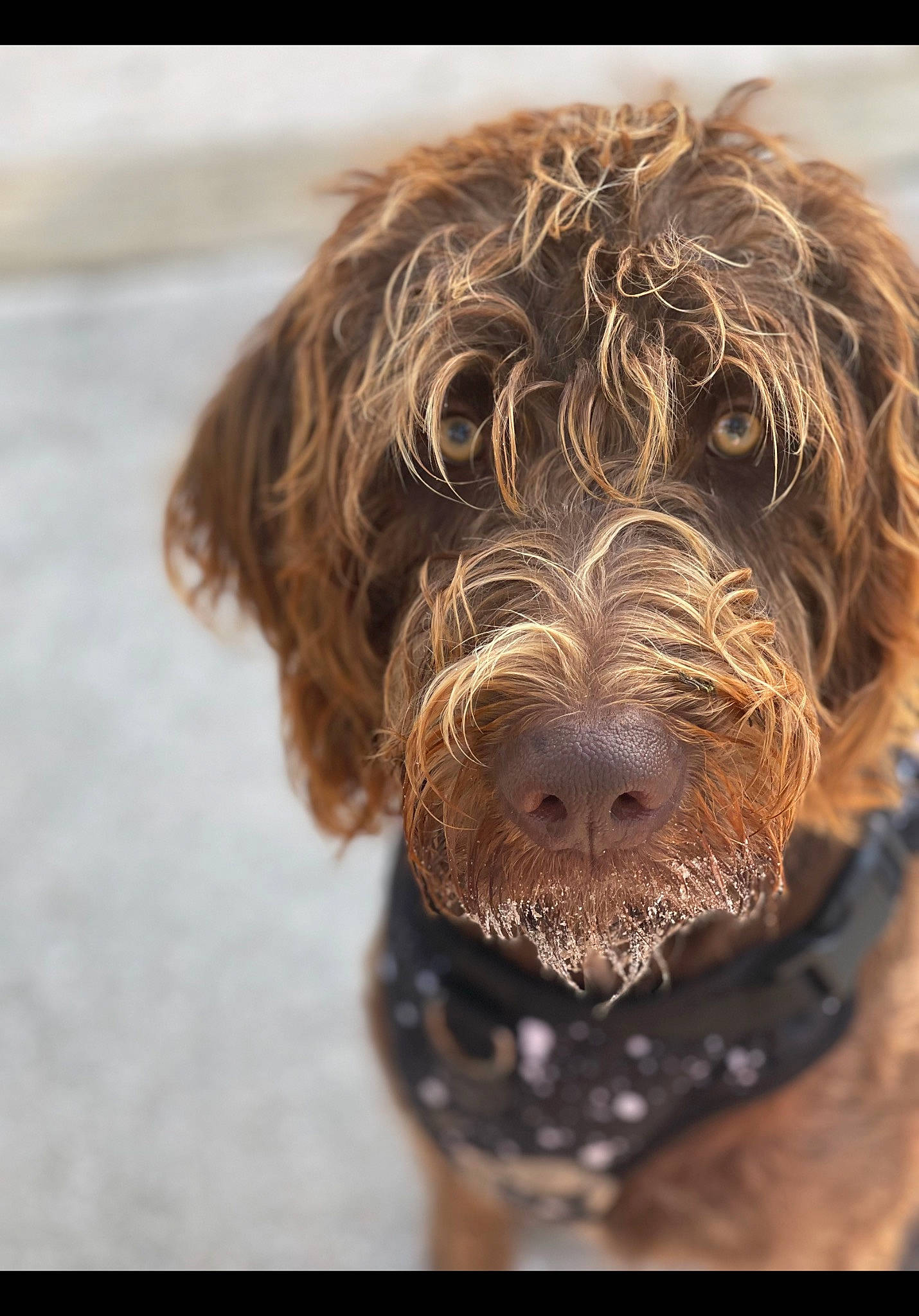 Hazel is registered to the contest to win money with this photo: canidae, carnivore, companion_dog, dog, dog_breed, fur, gun_dog, hunting_dog, labradoodle, liver, pointing_breed, pudelpointer, snout, sporting_group, terrestrial_animal, terrier, toy_dog, water_dog