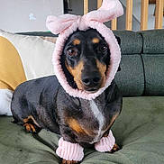Regliz participe au concours pour gagner de l'argent avec cette photo : dog, dachshund, pet, costume, pink, bunny_ears, wristbands, couch, indoor, furniture, plant, stairs, wood, green, brown, animal, cute, portrait, sitting, looking_at_camera