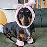 dog, dachshund, pet, costume, pink, bunny_ears, wristbands, couch, indoor, furniture, plant, stairs, wood, green, brown, animal, cute, portrait, sitting, looking_at_camera