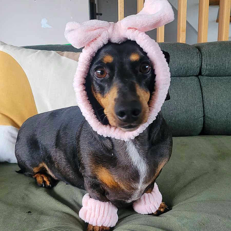 Regliz participe au concours pour gagner de l'argent avec cette photo : dog, dachshund, pet, costume, pink, bunny_ears, wristbands, couch, indoor, furniture, plant, stairs, wood, green, brown, animal, cute, portrait, sitting, looking_at_camera